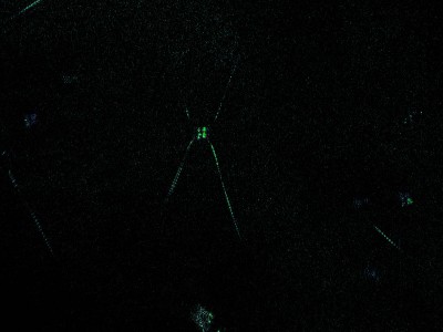 Chaetocerus laser